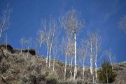 Aspens Against Blue Sky. Photo by Dave Bell.