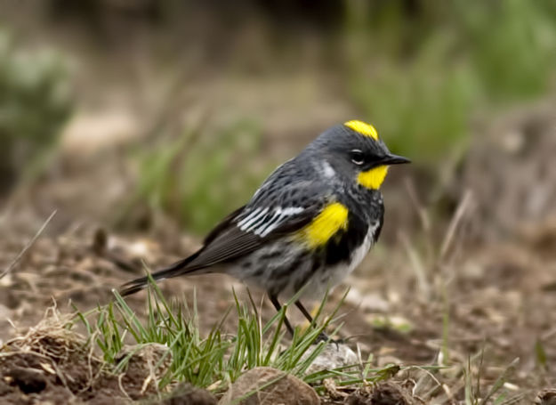 Yellow Rumped Warbler. Photo by Dave Bell.