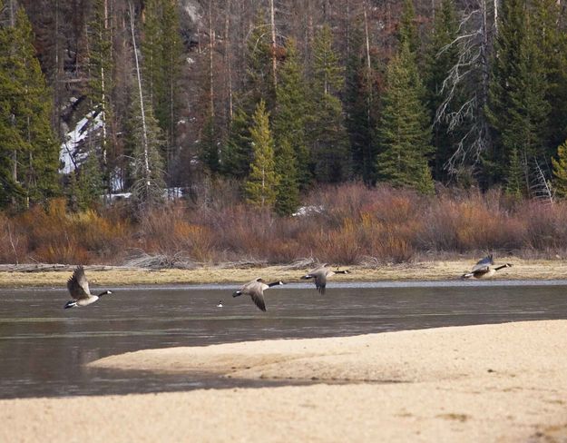 Flighty Geese. Photo by Dave Bell.