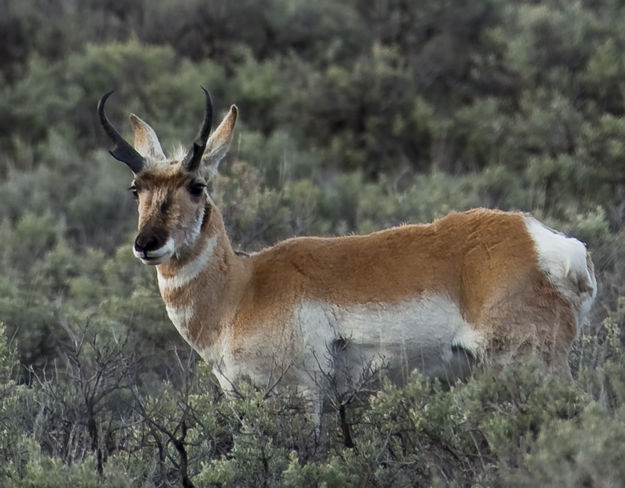 Pronghorn. Photo by Dave Bell.