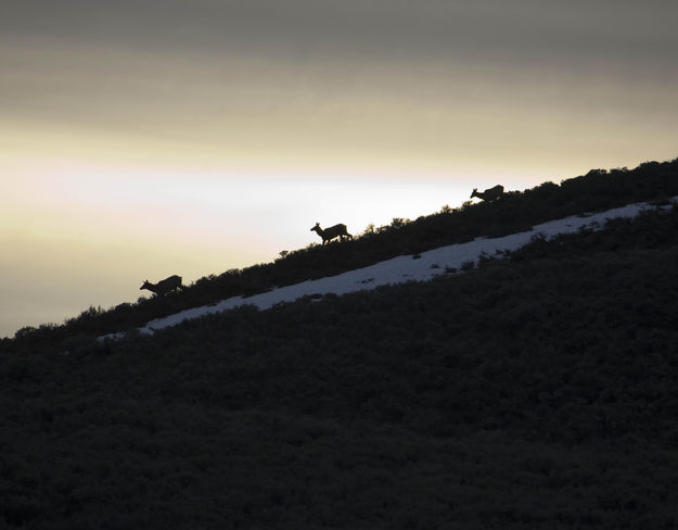 Elk Silhouette. Photo by Dave Bell.