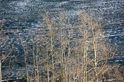 Aspens And Ice. Photo by Dave Bell.