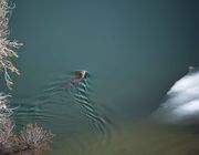 New Fork Lake Beaver. Photo by Dave Bell.