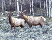 Two Spring Bull Elk. Photo by Dave Bell.