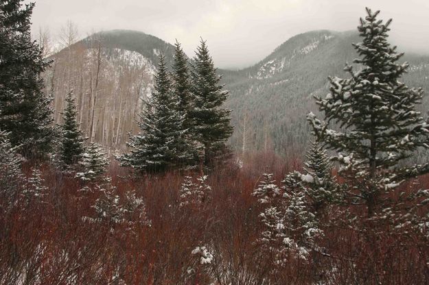 Orange Willows. Photo by Dave Bell.