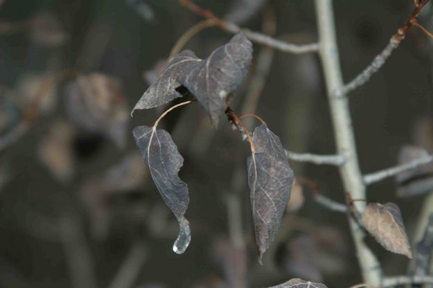 Frozen Drop On Remnant Of Summer. Photo by Dave Bell.