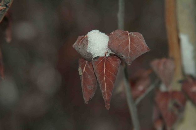 Summer Remembered Not Yet Fallen. Photo by Dave Bell.