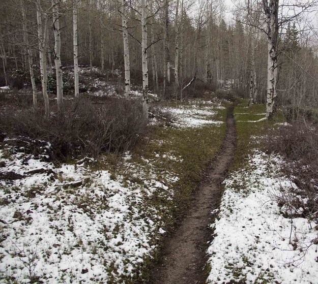 New Fork Lake Trail. Photo by Dave Bell.