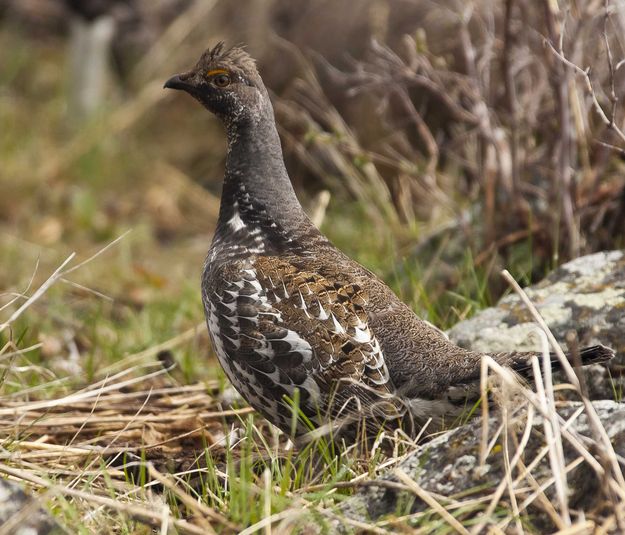 Grouse. Photo by Dave Bell.