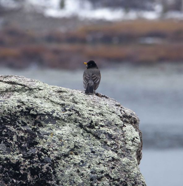 Granite Robin. Photo by Dave Bell.