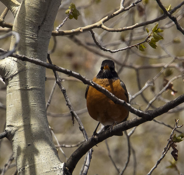 Fat Ole Robin. Photo by Dave Bell.