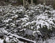 Snowy Bushes. Photo by Dave Bell.