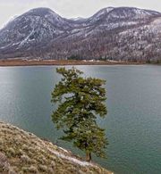 Leanin Tree. Photo by Dave Bell.