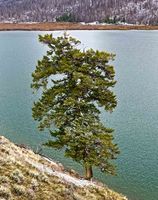 Lone Tree. Photo by Dave Bell.