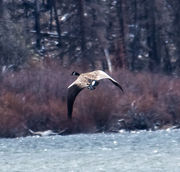 Honking Up A Racket. Photo by Dave Bell.