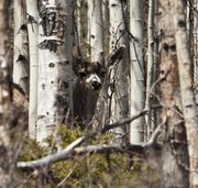 Hiding. Photo by Dave Bell.