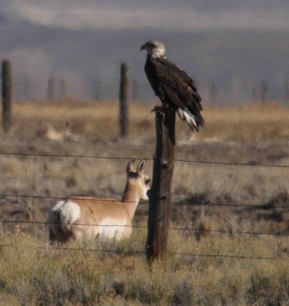 Fence Post Eagle. Photo by Dave Bell.