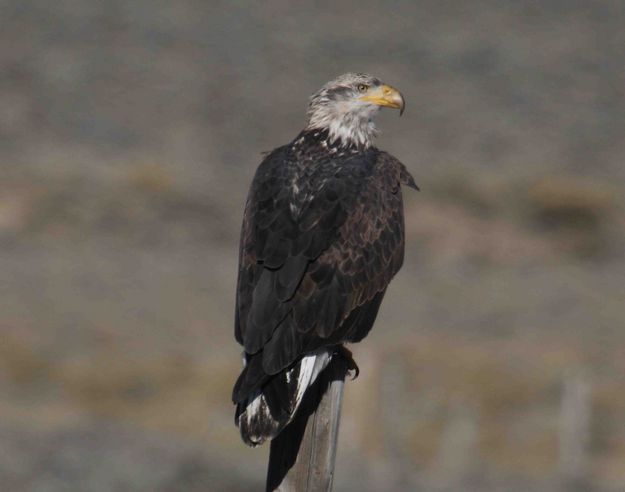 Stoic Eagle. Photo by Dave Bell.