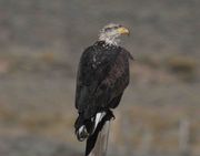 Stoic Eagle. Photo by Dave Bell.