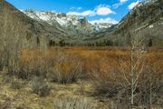 Spring Willows. Photo by Dave Bell.