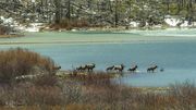 Elk In The Lake. Photo by Dave Bell.