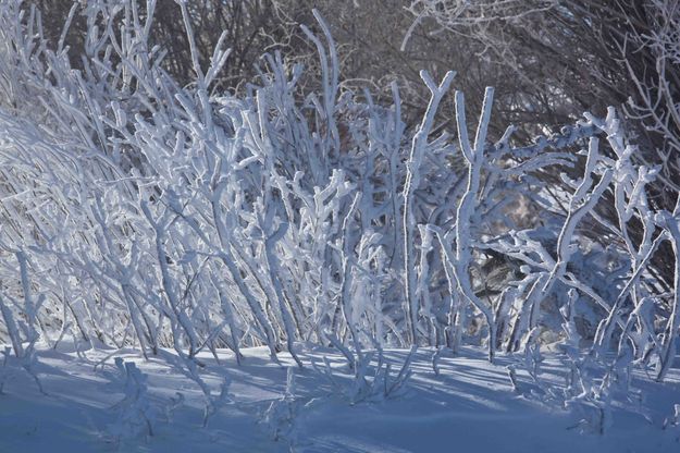 Hoar Frost Bushes. Photo by Dave Bell.