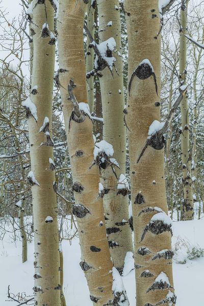 Winter Aspen. Photo by Dave Bell.