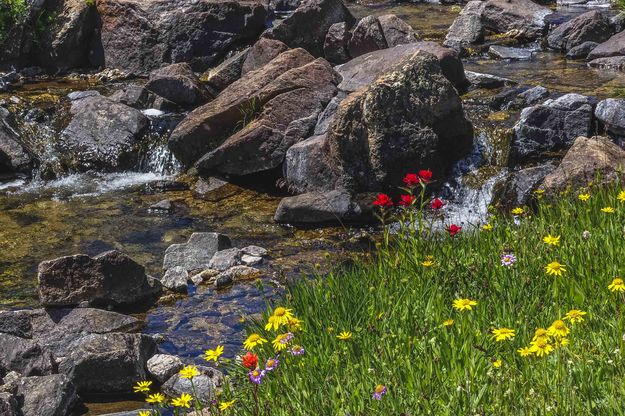 Flowers At No Name Creek. Photo by Dave Bell.