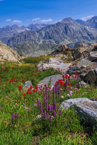 High Altitude Flowers. Photo by Dave Bell.
