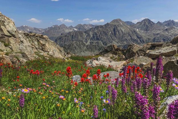 Glover Peak Flower Bouquet. Photo by Dave Bell.