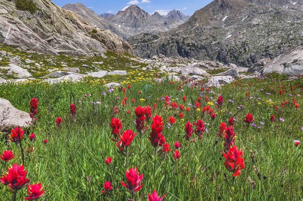 High Altitude Paintbrush On Glover Peak. Photo by Dave Bell.