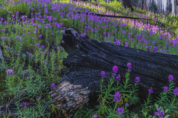 Vibrant New Fork Fire Fireweed. Photo by Dave Bell.