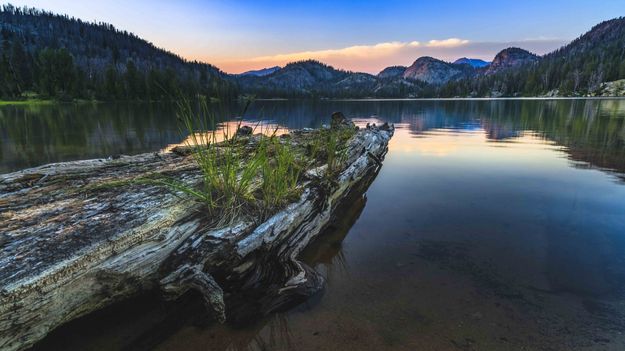 Old Timber At Trapper Lake. Photo by Dave Bell.