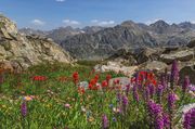 Glover Peak Flower Bouquet. Photo by Dave Bell.