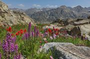 Glover Peak Flowers. Photo by Dave Bell.