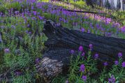 Vibrant New Fork Fire Fireweed. Photo by Dave Bell.