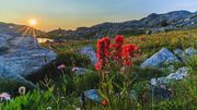 Sunset Lit Paintbrush At No Name Lakes. Photo by Dave Bell.