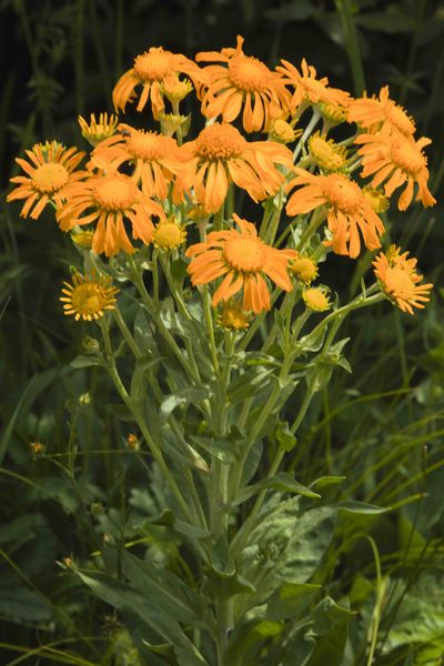 Golden Bouquet. Photo by Dave Bell.