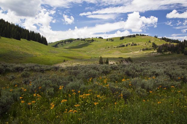 South ForkTributary Valley. Photo by Dave Bell.