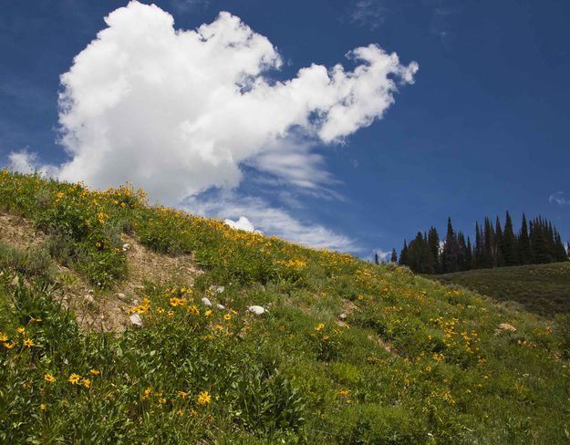 Green and Colorful Hillsides. Photo by Dave Bell.