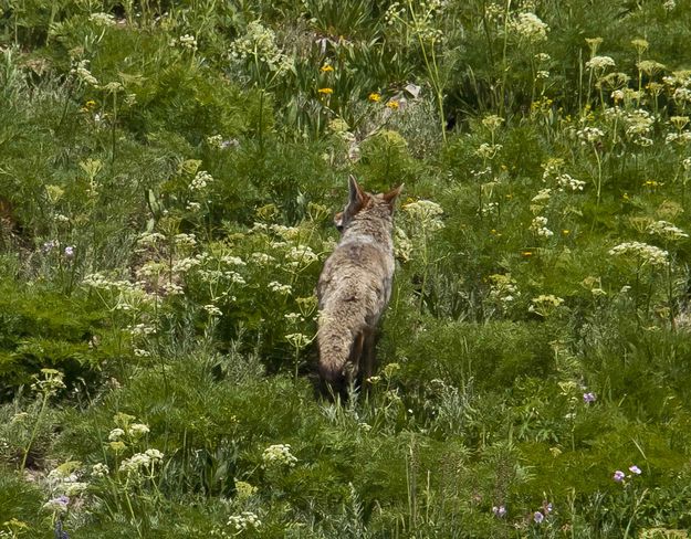 Coyote Caught In The Open. Photo by Dave Bell.