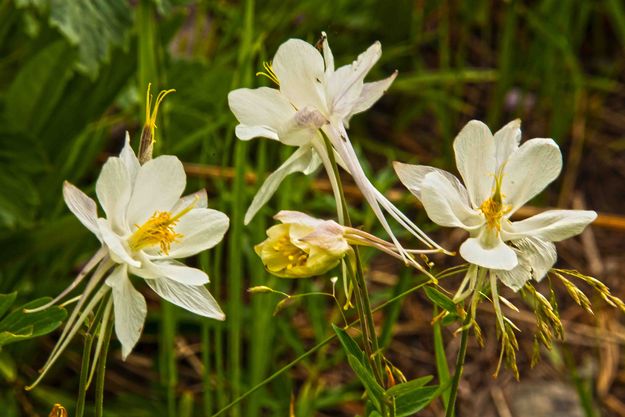 Four Columbine. Photo by Dave Bell.