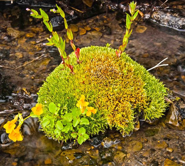 Mossy Mound. Photo by Dave Bell.