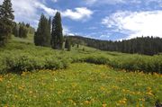 Gorgeous Horse Creek Scenery. Photo by Dave Bell.