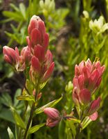 Fresh Paintbrush. Photo by Dave Bell.