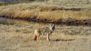 Healthy Coyote. Photo by Dave Bell.