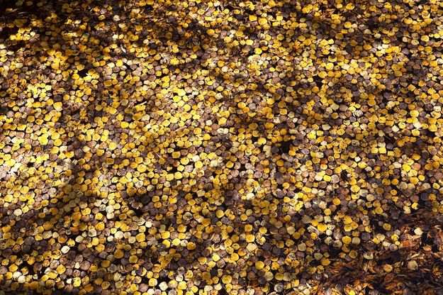 Floating Leaves On Pine Creek Ditch. Photo by Dave Bell.