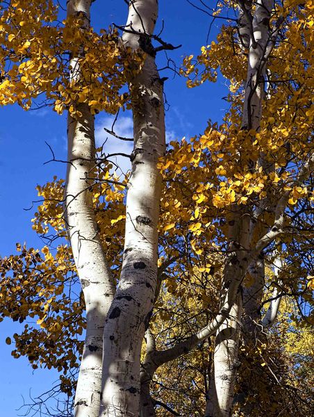 White Trunks. Photo by Dave Bell.