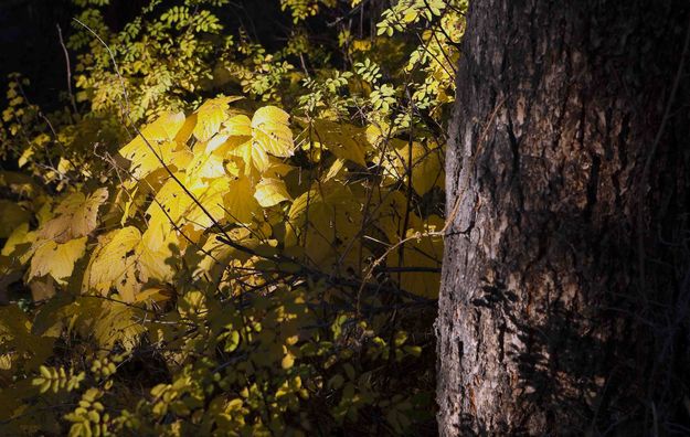 Targeted Light. Photo by Dave Bell.