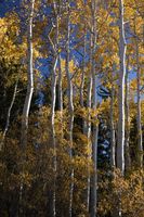 Sunlit White Trunks. Photo by Dave Bell.